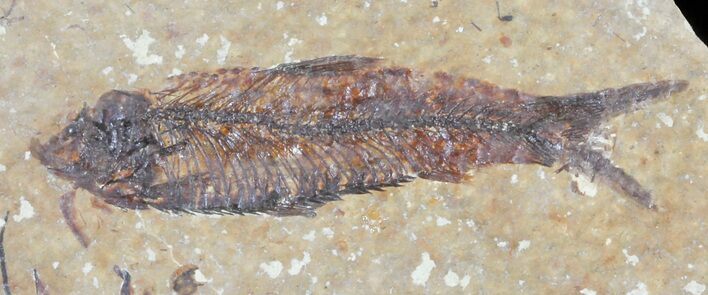 Knightia Fossil Fish - Wyoming #60861